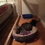 Zeva, F-2B, Black on Black, Savannah, Female, DOB 7-9-16